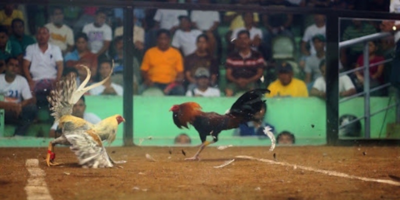 Chiến thuật đá gà cựa dao