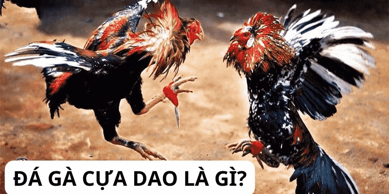 Đá gà cựa dao