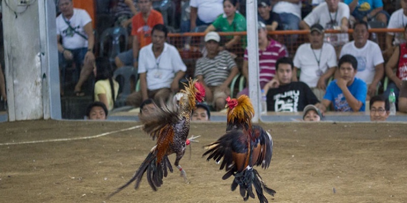 Kỹ thuật chăm gà đá