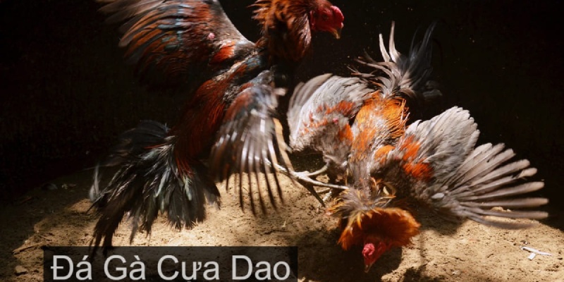 Tìm hiểu đá gà cựa dao